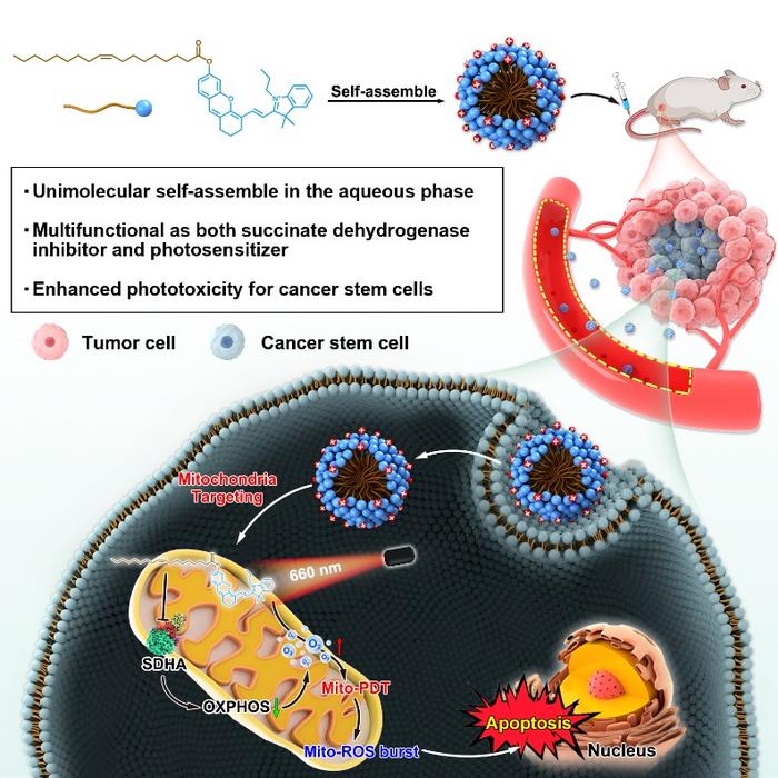 Fig. 1. Schematic illustration of unimolecular self-assembled CyOA NPs enhanced phototoxicity to CSCs by implementing oxygen-economical PDT.