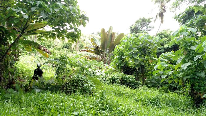 Fiji agroforest
