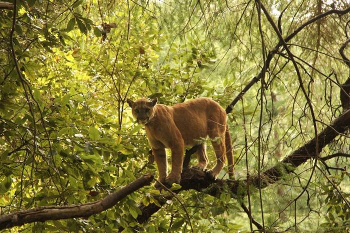 Puma in the Santa Cruz Mountains