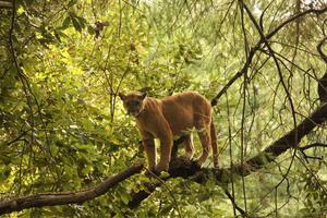 Puma in the Santa Cruz Mountains