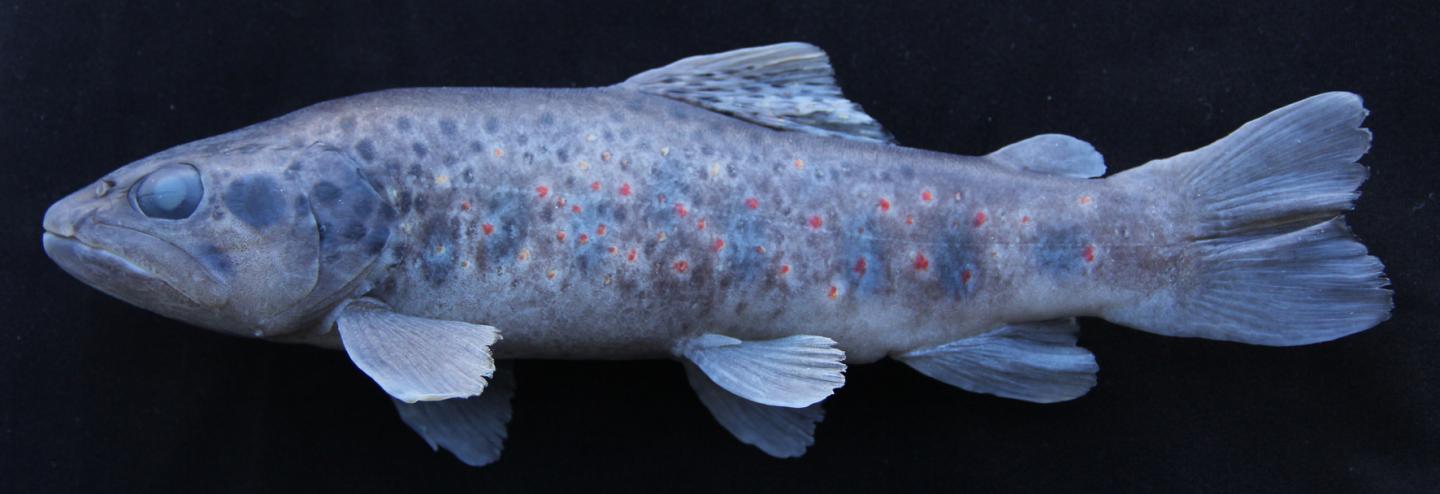 <i>Salmo kottelati</i>