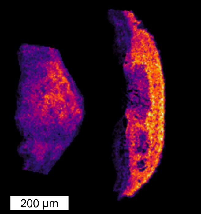 microscopy image