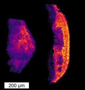 microscopy image