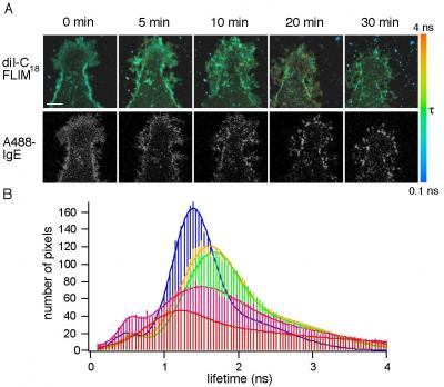 Nanostructural Changes