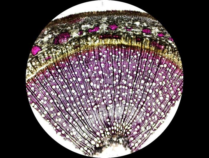 Plant cells 2