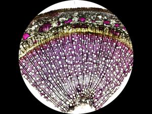 Plant cells 2