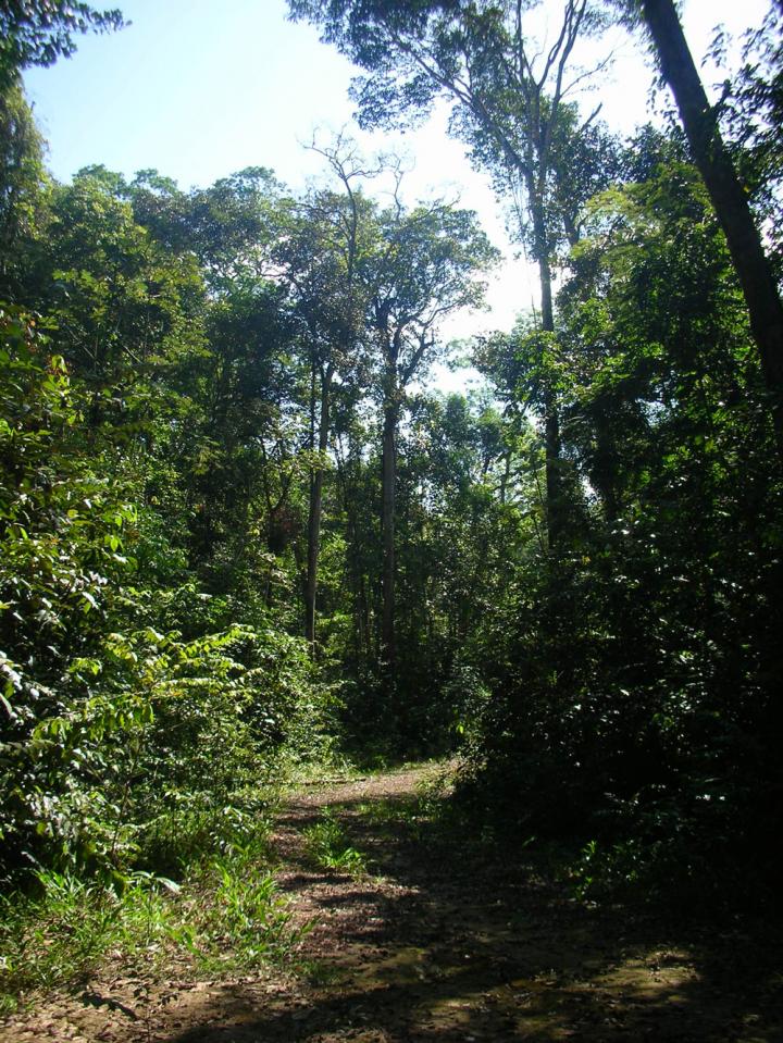 Logging Road
