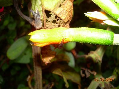 Despite Few Food Options, Abundant Array of Species (8 of 12)