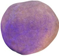 Pig Bladder Scan