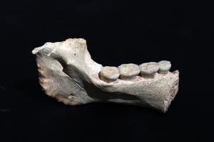773,000-year-old mandible ThI-GH-1