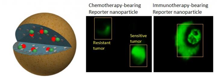 Reporter Manoparticles