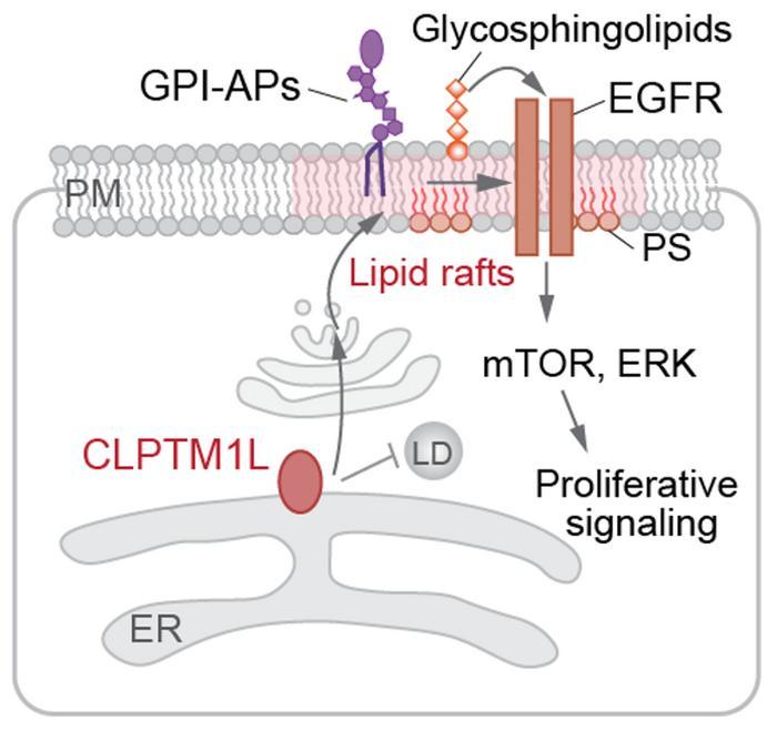 CLPTM1L Regulates Lipid Homeostasis to Promote Tumor Progression by Activating EGFR Signaling