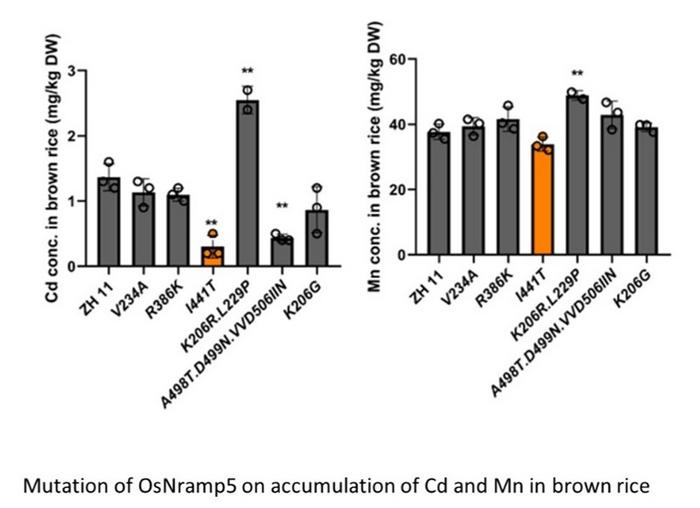 Mutation of OsNramp5 on Accumulation of Cd and Mn in Brown Rice