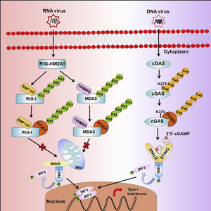 deubiquitinase OTUD3