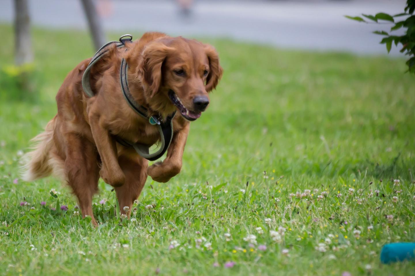 Hunting Dog