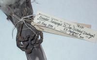 Chatham Mockingbird with Avian Pox Lesions