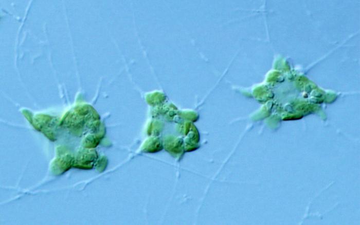 A unicellular marine alga with a highly intron-rich genome