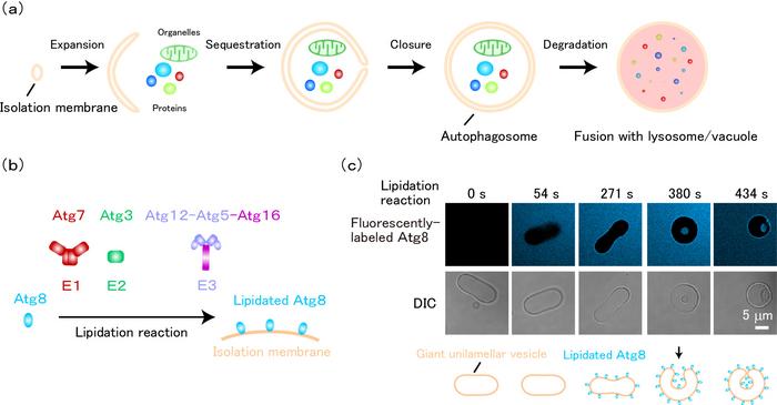 Membrane invagination induced by Atg8-E1-E2-E3