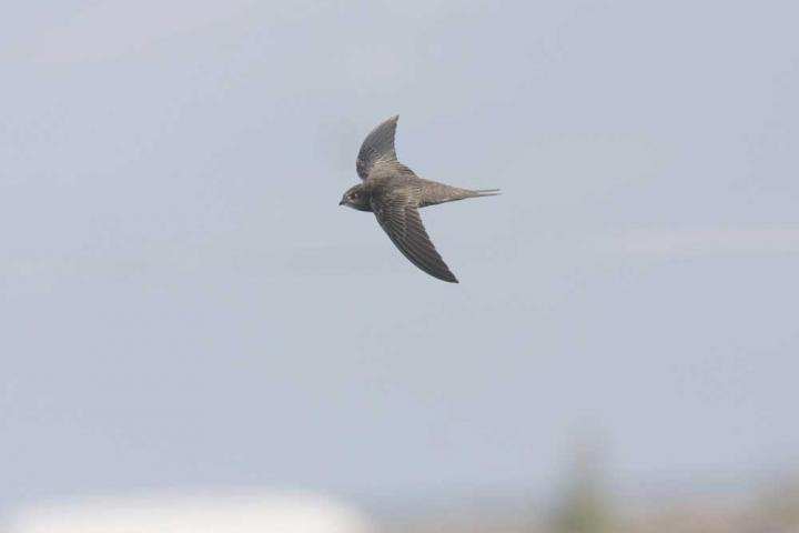 Common swift