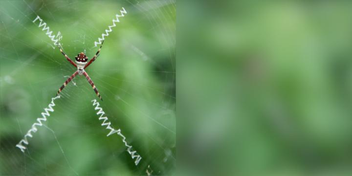 Spider Web Stabilimentum