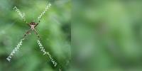 Spider Web Stabilimentum