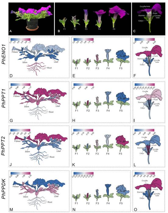 A series of fancy heatmaps displaying the expression patterns of PhENO1, PhPPT1, PhPPT2, and PhPPDK determined using qPCR.
