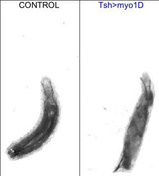A Protein that Makes You Do the Twist