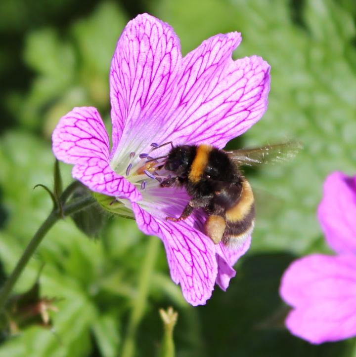 Garden Bee