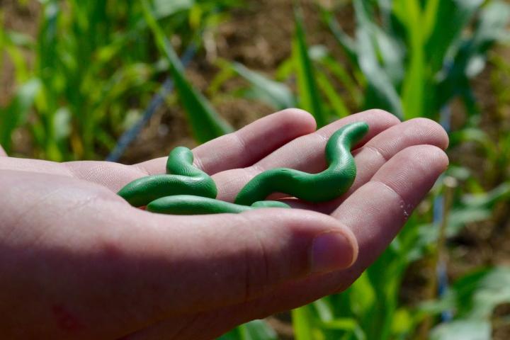 Play-Doh Helps Plant Research