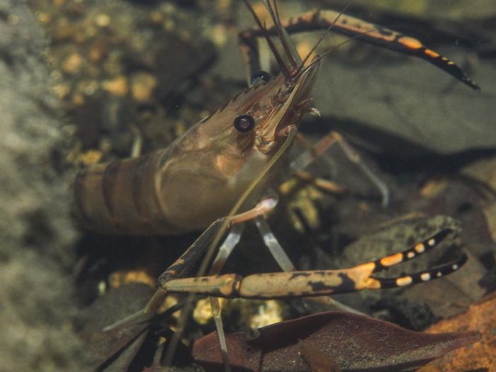 Tahitian prawn