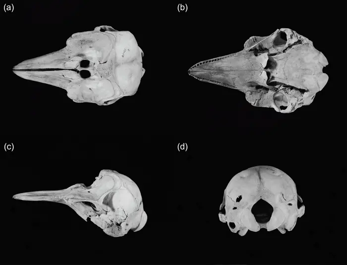 Vaquita Four Skulls