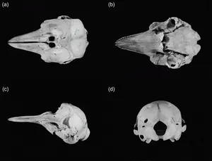 Vaquita Four Skulls