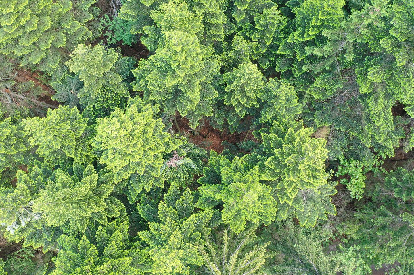Radar on the Forest