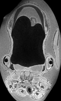 Virtual Section Through the MRI Data Set of the Dumbo Hatchling