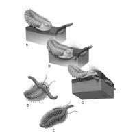 Depiction of a Trilobite Attacking a Cambrian Worm