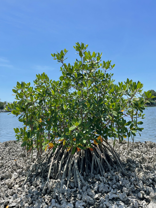 Mangrove overtaking oyster reef.jpg