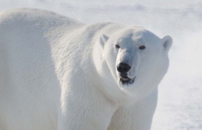 Polar bear
