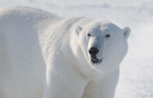 Polar bear