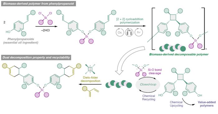 Synthesis of decomposable biomass polymers via cycloaddition polymerization of phenylpropanoid-derived monomers