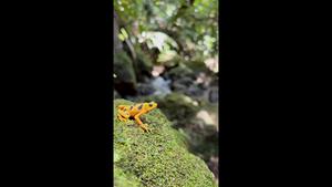 Golden Frog recently released into the wild