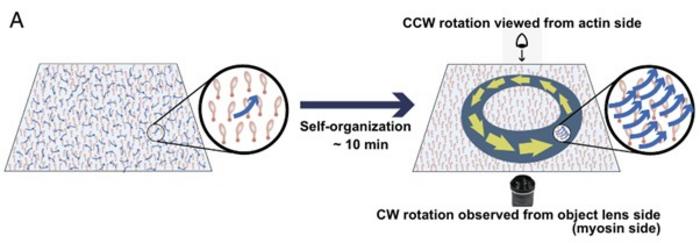 Autonomous formation of actin chiral rings through the collective motion by myosin CcXI