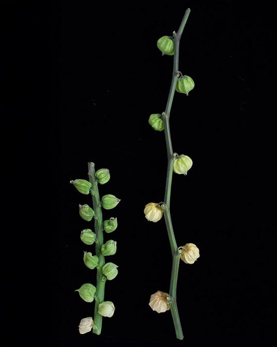 ERECTA-mutated goldenberry