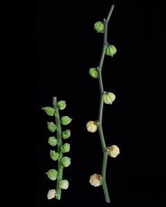 ERECTA-mutated goldenberry