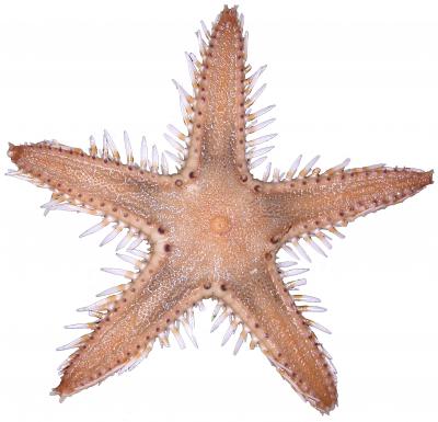 Finding the ASX200 for Marine Ecosystems (2 of 3)