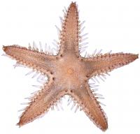 Finding the ASX200 for Marine Ecosystems (2 of 3)