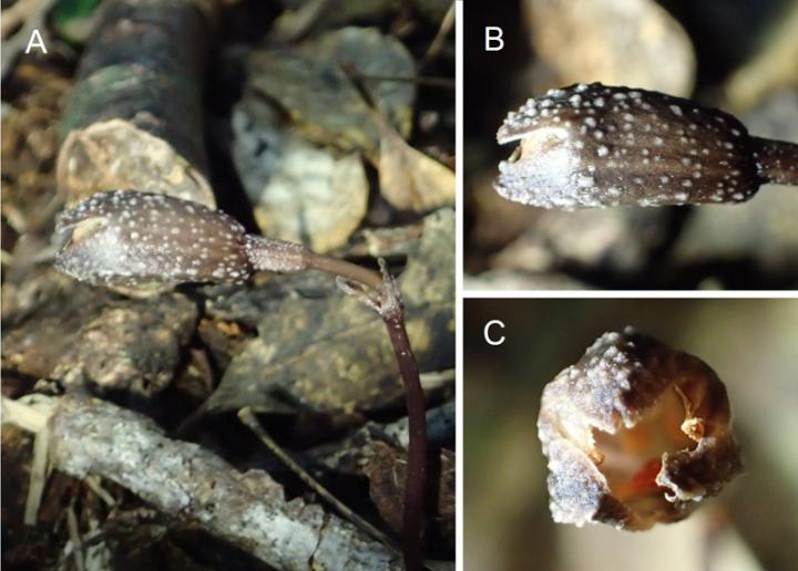 Figure 1: <i>Gastrodia nipponicoides</i>