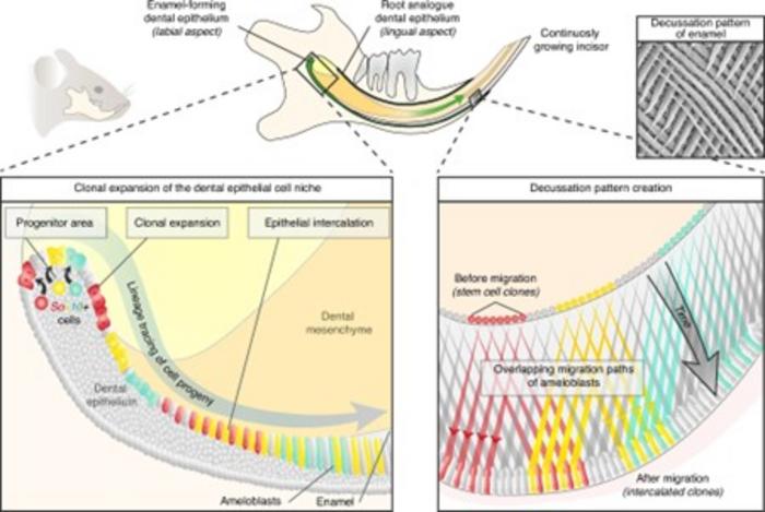 Microscopic decussation patterns of tooth enamel
