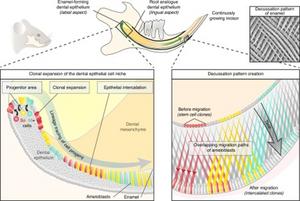 Microscopic decussation patterns of tooth enamel