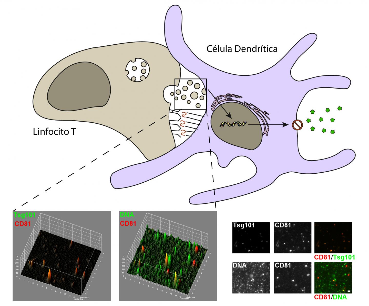 Graphical Abstract