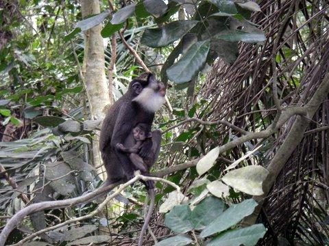 Red-Bellied Monkey 